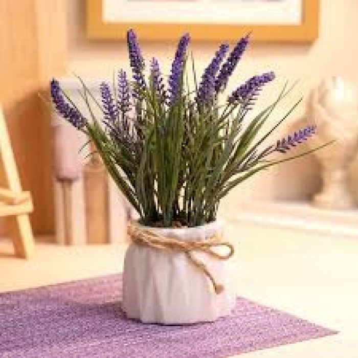 Лаванда в Туркестане