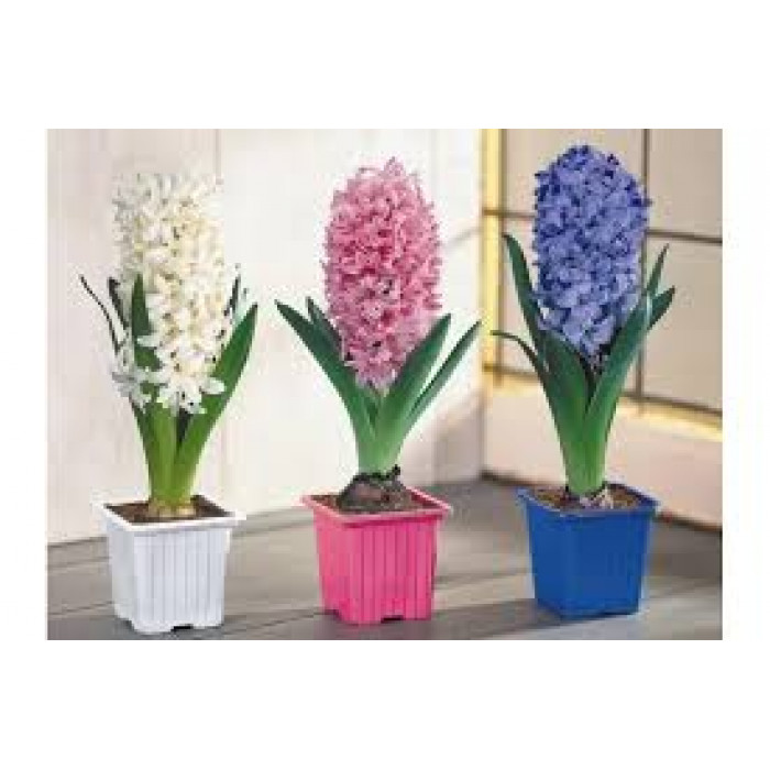 Гиацинты в Туркестане