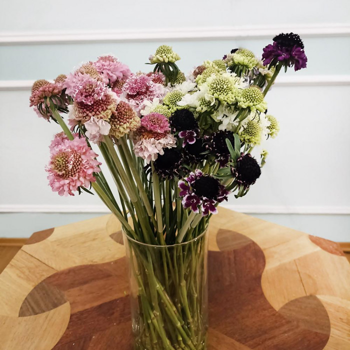 Скобиоза в Туркестане