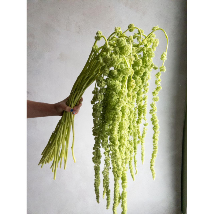 Амарантус в Туркестане