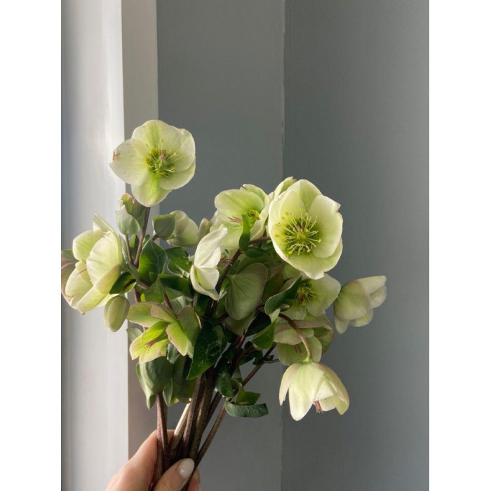 Хелеборус в Туркестане