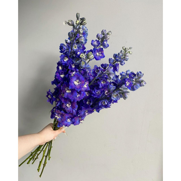 Делфиниум в Туркестане