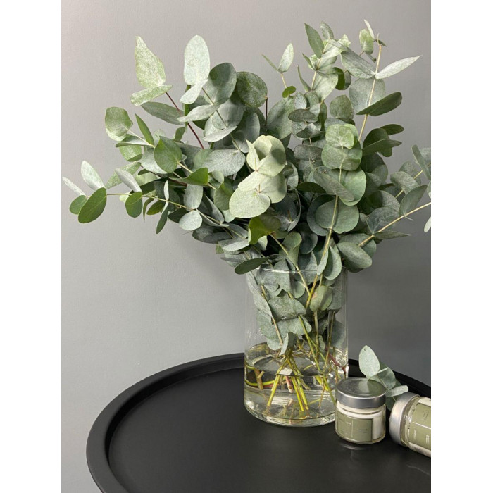 Эвкалипт в Туркестане