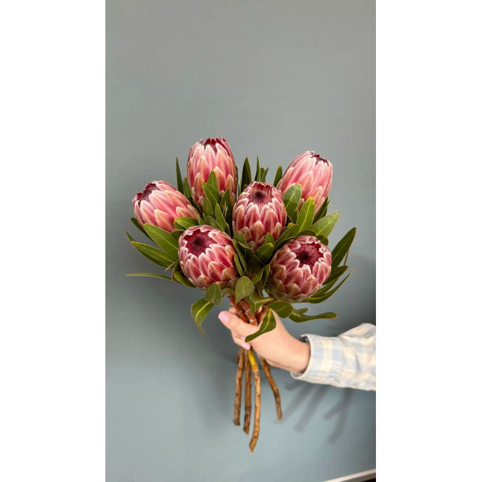 Протея в Туркестане