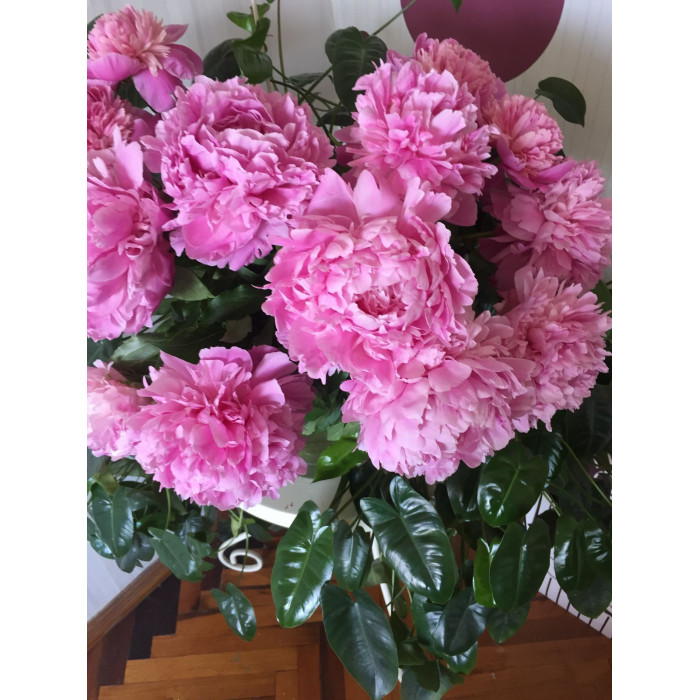 Пион древовидный в Туркестане