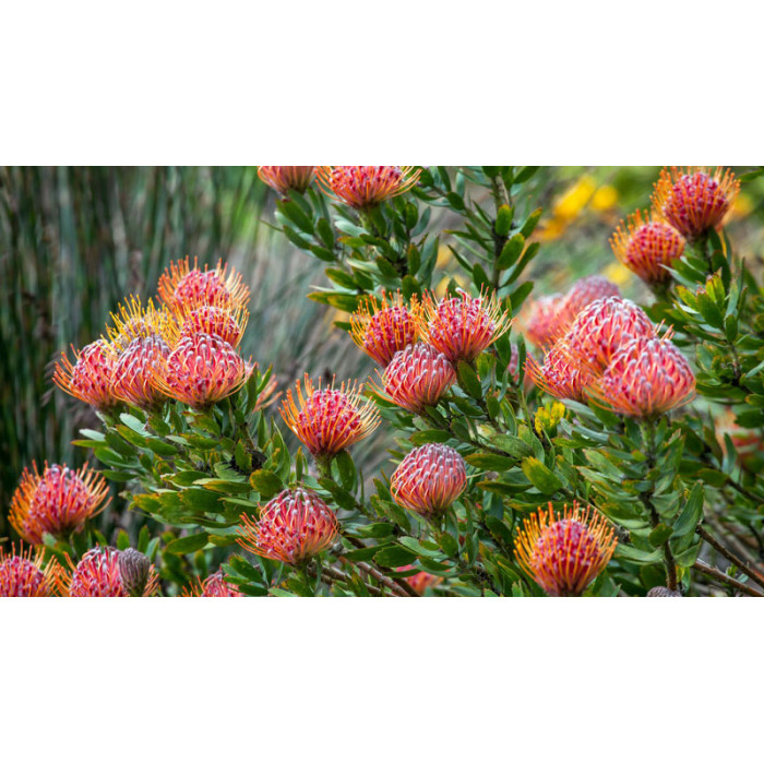 Леукоспермум в Туркестане