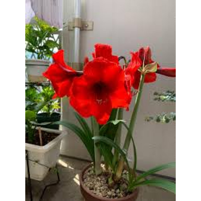 Амариллис в Туркестане