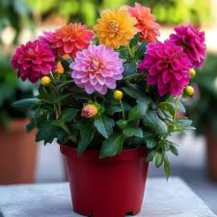 Георгины в Туркестане