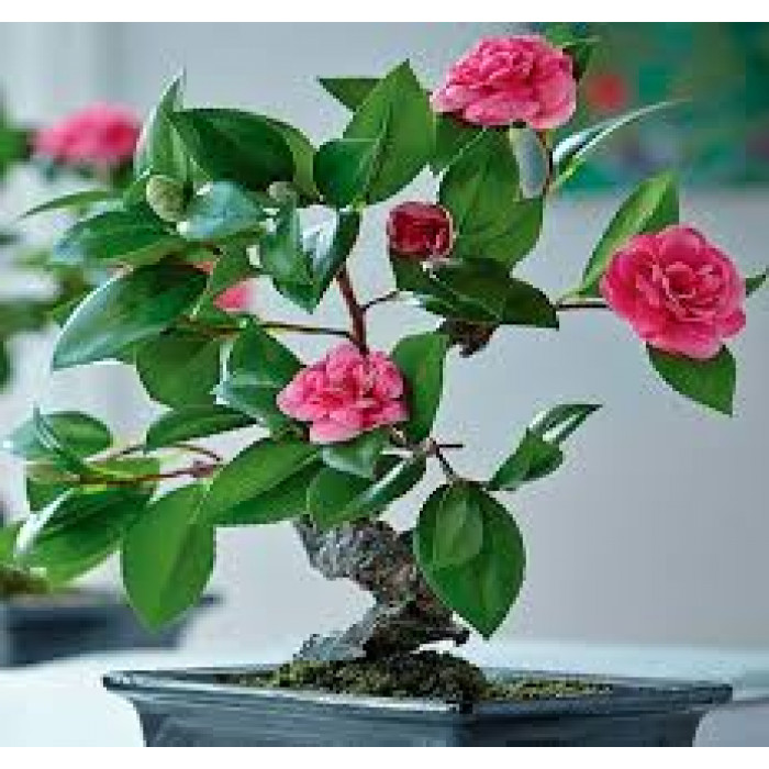 Камелия в Туркестане