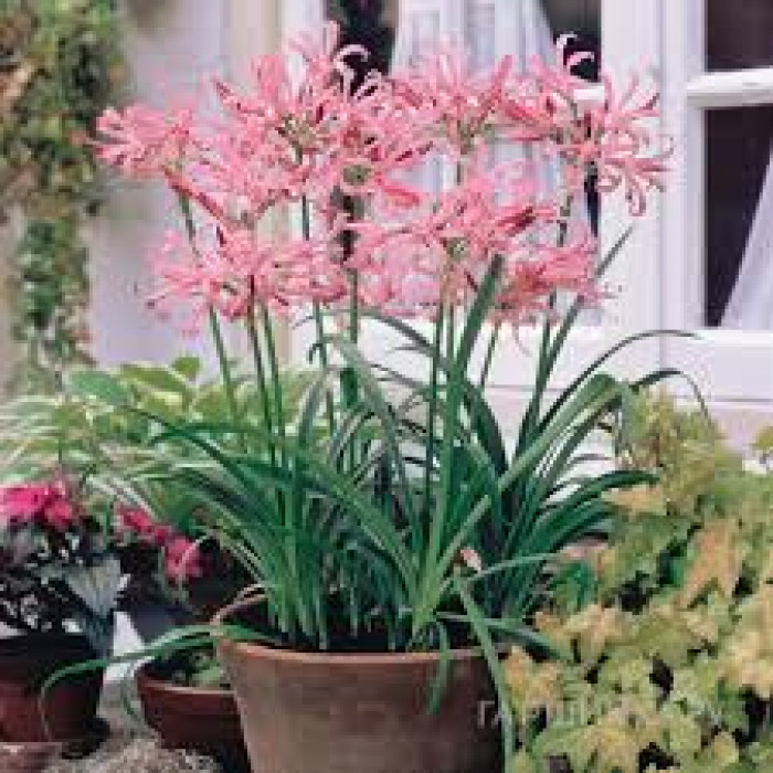 Нерине в Туркестане