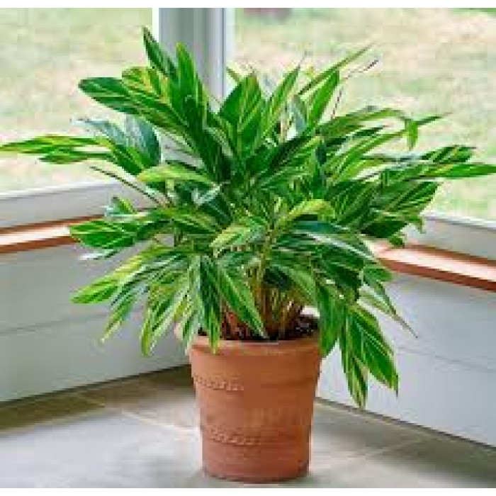 Альпиния в Туркестане