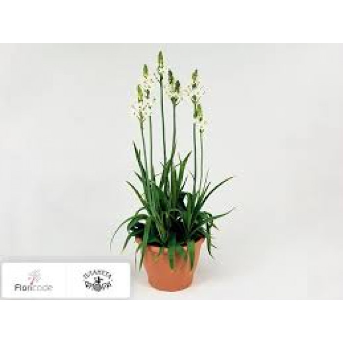 Орнитогалум в Туркестане