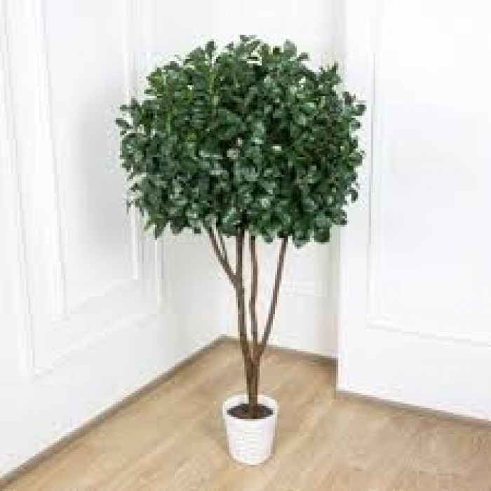 Рускус в Туркестане